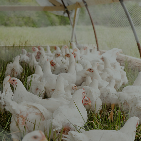 Solution d'alimentation animale
    